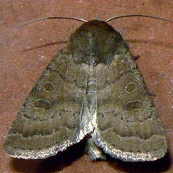 Hoplodrina octogenaria